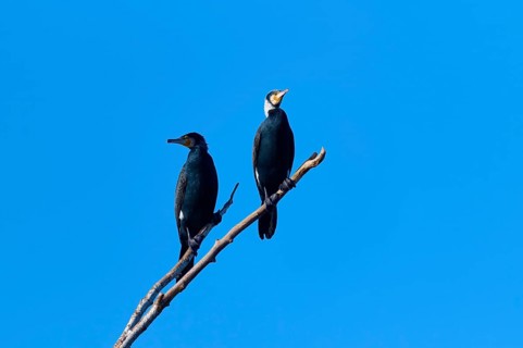 Cormorant (Phalacrocorax carbo), two sitting on a branch in front of a clear blue sky, winter,