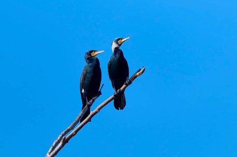 Cormorant (Phalacrocorax carbo), two birds sitting on a branch in front of a clear blue sky,