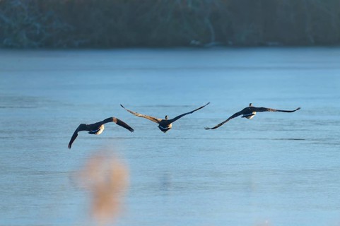 Three Canada geese (Branta canadensis), flying in a line over a still lake at dawn, winter,
