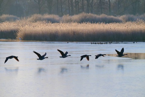 Six Canada geese (Branta canadensis), in formation over a calm, frozen lake in a winter scene,