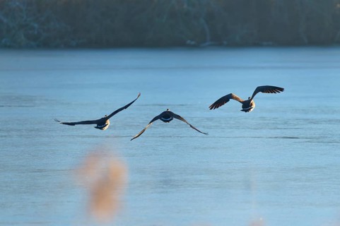 Three Canada geese (Branta canadensis), flying in a clear winter landscape over a blue lake,