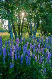 Purple lupines blooming under trees with sunlight in the background, Fladungen, Frankenheim, Hohe