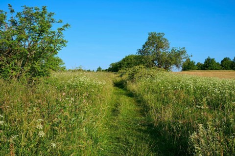 Green path through a natural meadow with trees and blue sky, Fladungen, Frankenheim, Hohe Rhön,
