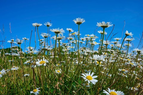 Daisies rise into the air under a blue sky, Fladungen, Hohe Rhön, Rhön, Hesse, Germany