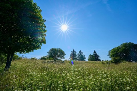 Green meadow with trees under a bright blue sky and rays of sunshine, Fladungen, Frankenheim, Hohe
