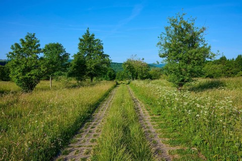Concrete turf path between high blades of grass, lined with trees, under a blue sky, Fladungen,