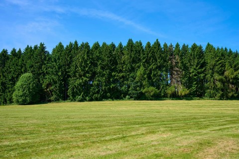 Green meadow in front of a dense row of trees under a clear blue sky, Lange Rhön, Hausen, Rhön,