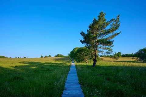 Long wooden walkway through a green field, flanked by scattered trees under a clear sky, Fladungen,