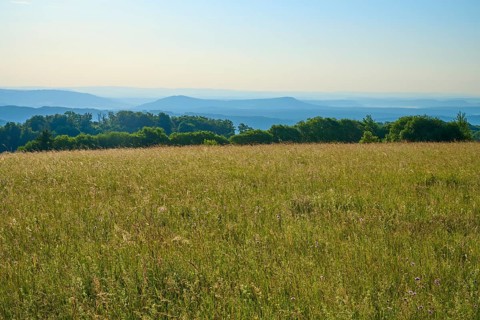 Green landscape with trees and hills in the background under a sunny sky, Fladungen, Frankenheim,