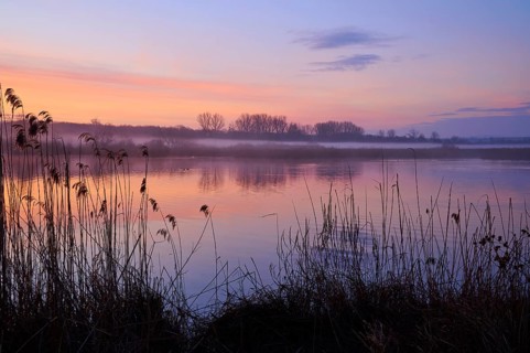 Gentle morning colours on a calm lake with reeds in the foreground, Reinheimer Teich, Reinheim,