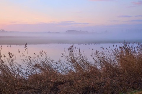 Morning mist over a lake with pastel colours and calm atmosphere, Reinheimer Teich, Reinheim,