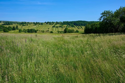 Wide fields stretch over rolling hills under a clear summer sky, Lange Rhön, Oberelsbach, Rhön,