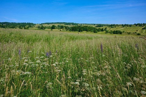 Weed-covered meadow in an extensive, gently undulating landscape under a blue sky, Lange Rhön,