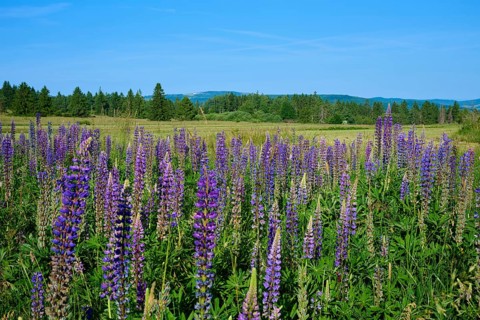 Lupines in full bloom on a vast field, Fladungen, Hohe Rhön, Rhön, Hesse, Germany