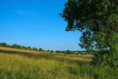 Green fields with single trees under a clear blue sky, Fladungen, Frankenheim, Hohe Rhön, Rhön,