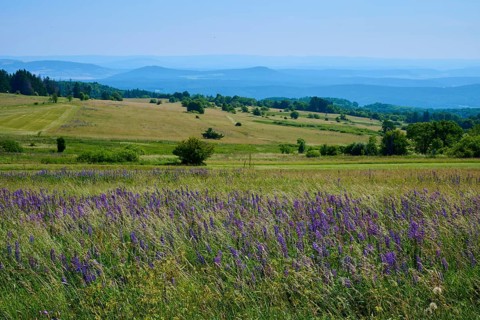 Colourful flower meadow with purple lupines in a wide, hilly landscape with mountain views, Lange