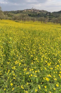 Yellow flowering broom, spring meadow with olive trees, behind San Gimignano, Tuscany, Italy