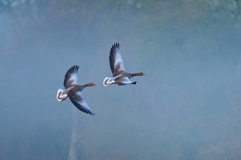 Greylag goose (Anser anser), two flying geese through a misty, wintry landscape, Reinheimer Teich,