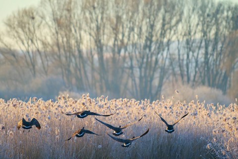 Canada goose (Branta canadensis), flock flying over the frozen reeds in the morning light,