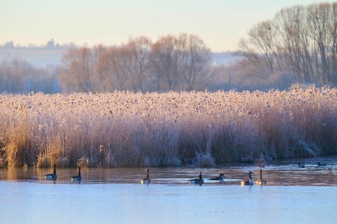 Winter morning at the lake with calm water surface and frozen reeds, Canada goose (Branta