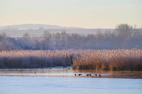 Winter lake landscape with ducks in the water and frozen reeds, Reinheimer Teich, Reinheim, Hesse,
