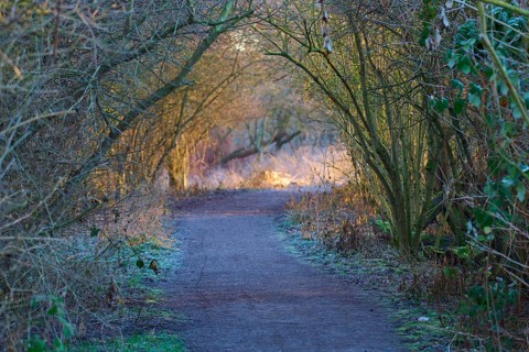 Light-flooded path in the forest with arched trees in a peaceful atmosphere, Reinheimer Teich,