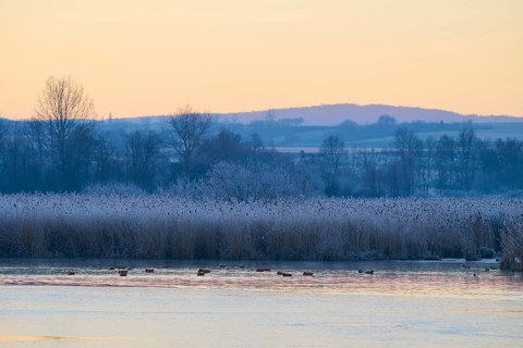 A quiet lake in a winter landscape with frosty reeds and a few swimming ducks, Reinheimer Teich,