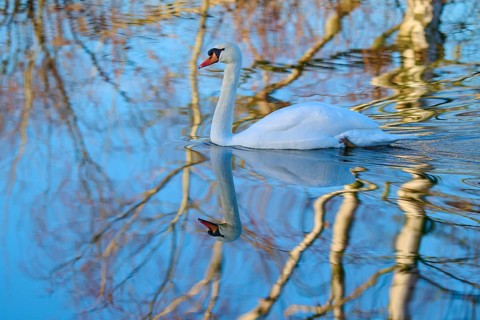 Swan (Cygnus olor), swimming calmly on a reflecting blue water, Reinheimer Teich, Reinheim, Hesse,