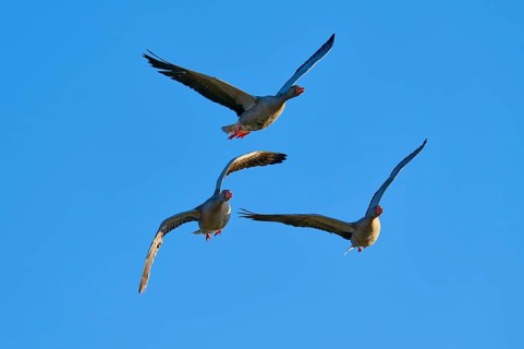 Greylag goose (Anser anser), trio of geese flying high above a deep blue sky, Reinheimer Teich,