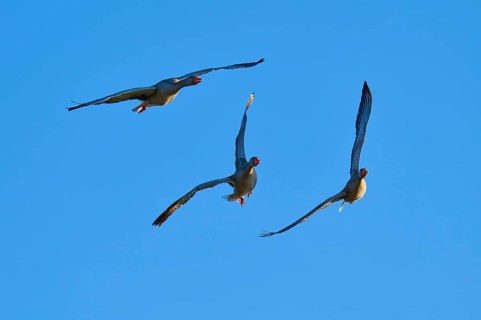 Greylag goose (Anser anser), three geese flying in a V-formation in the clear blue sky, Reinheimer