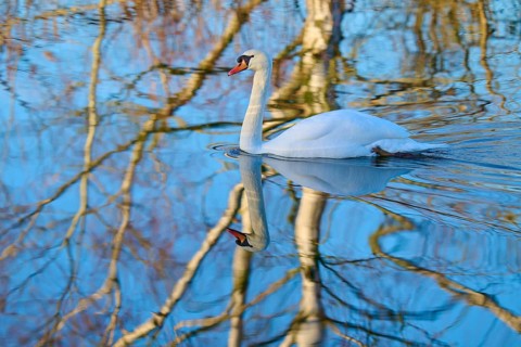 Swan (Cygnus olor), swimming in a body of water, surrounded by reflected branches, Reinheimer