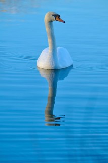 Swan (Cygnus olor), swimming gently on calm, reflecting water, Reinheimer Teich, Reinheim, Hesse,