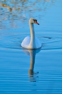 Swan (Cygnus olor), gliding calmly over the lake and reflected in the clear water, Reinheimer
