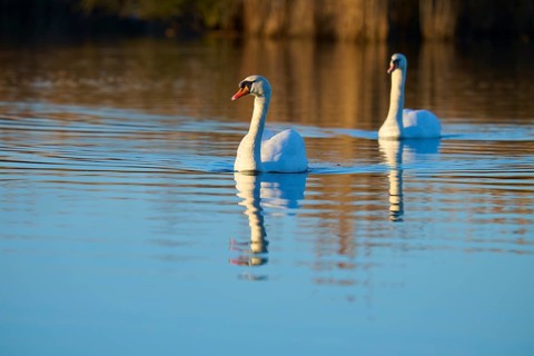 Swan (Cygnus olor), two swans swimming elegantly over a calm lake with a clear reflection,