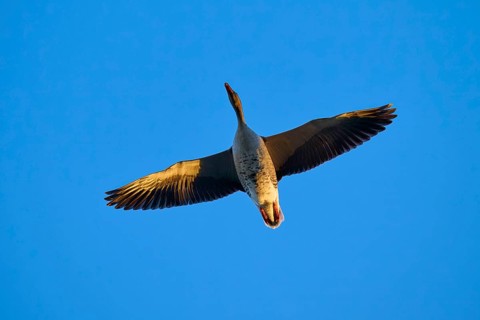 Greylag goose (Anser anser), in flight, presented against the background of a blue sky, Reinheimer