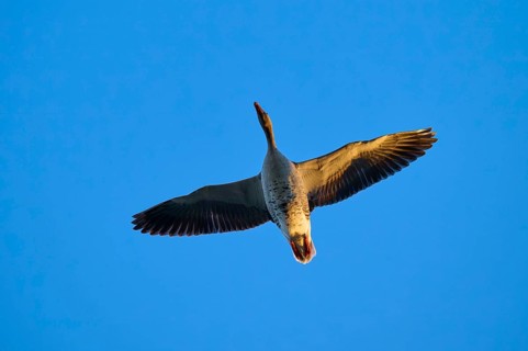 Greylag goose (Anser anser), flying with outstretched wings against a clear blue sky, Reinheimer