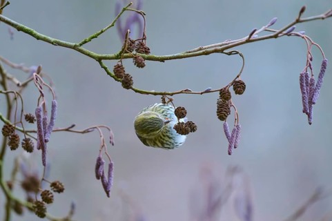 Siskin (Spinus spinus), sitting on a branch with small cones, surrounded by winter colours,
