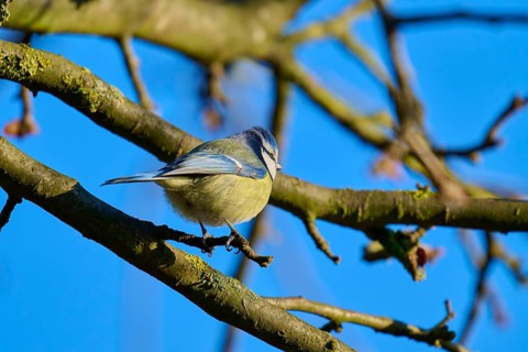Blue tit (Cyanistes caeruleus), sitting on a branchy tree in front of a blue sky, Reinheimer Teich,