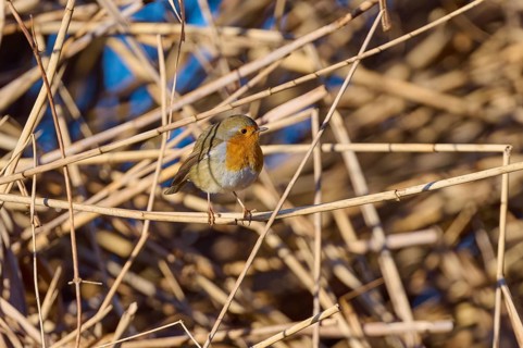 Robin (Erithacus rubecula), sitting between reeds against a blue background, Reinheimer Teich,