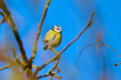 Blue tit (Cyanistes caeruleus), posing on a branch under a clear blue sky, Reinheimer Teich,