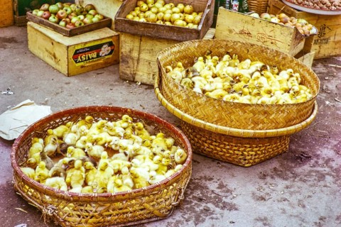 Yellow ducklings in baskets for sale at street market, Castle Peak, New Territories, Hong Kong,