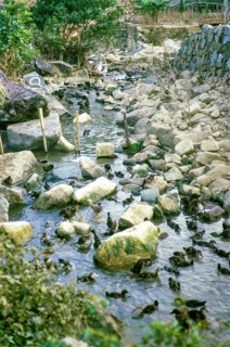 Ducklings in stream, duck farming, Sai Kung, New Territories, Hong Kong, Asia 1965