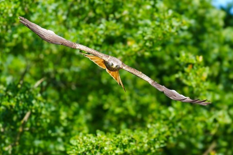 Bird flying calmly over dense, green forest in bright weather, Black Kite, (Milvus migrans),