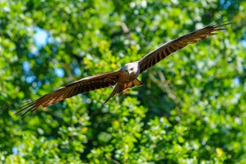 Bird flying close over lush, green forest in a natural environment, Black Kite, (Milvus migrans),