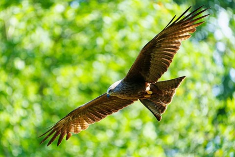 Bird of prey flying with wings spread wide in green, light-flooded forest, Black Kite, (Milvus