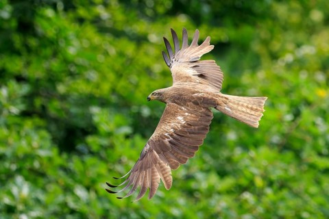 Flying bird of prey with spread wings in front of a green forest background, Black Kite, (Milvus