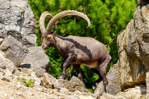 An ibex stands between rocky structures in a green setting, its impressive horns sticking out