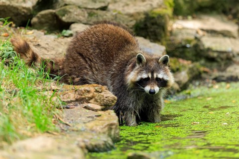 A raccoon stands on the rocky shore of a water body covered with algae, raccoon (Procyon lotor),