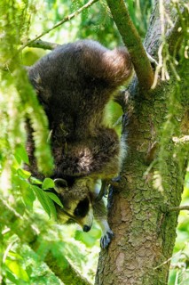 A raccoon climbs headfirst down a tree surrounded by green foliage, raccoon (Procyon lotor),