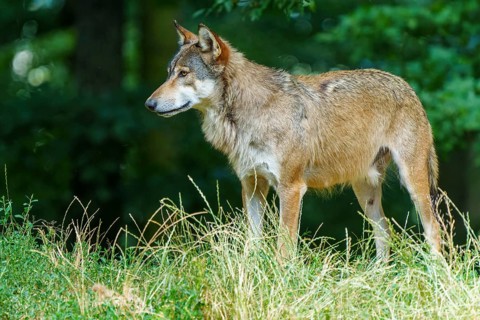 A quiet wolf stands alone in a meadow in the forest, Timberwolf, wolf, American wolf, (Canis lupus